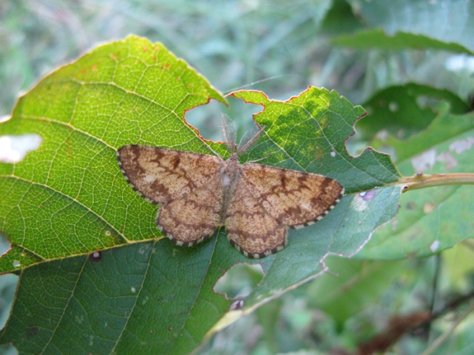 farfalla da identificare : Ematurga atomaria ♂